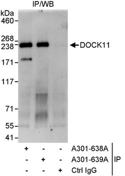 DOCK11 Rabbit anti-Human, Polyclonal, Bethyl Laboratories 10 &mu;L; Unconjugated:Antibodies,