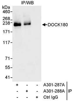 DOCK180 Rabbit anti-Human, Polyclonal, Bethyl Laboratories 10 &mu;l; Unlabeled:Antibodies,