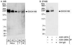 DOCK180 Rabbit anti-Human, Mouse, Polyclonal, Bethyl Laboratories 100 &mu;L;