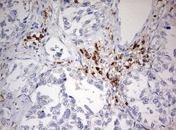 DOCK2 Mouse anti-Human, Clone: OTI7G2, lyophilized, TrueMAB 100 &mu;g;