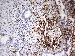 DOCK2 Mouse anti-Human, Clone: OTI7G2, lyophilized, TrueMAB 100 &mu;g;