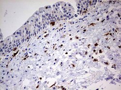DOCK2 Mouse anti-Human, Clone: OTI7G2, lyophilized, TrueMAB 100 &mu;g;