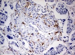 DOCK2 Mouse anti-Human, Clone: OTI7G2, lyophilized, TrueMAB 100 &mu;g;