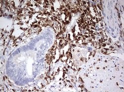DOCK2 Mouse anti-Human, Clone: OTI7G2, lyophilized, TrueMAB 100 &mu;g;