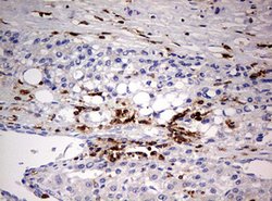 DOCK2 Mouse anti-Human, Clone: OTI7G2, lyophilized, TrueMAB 100 &mu;g;