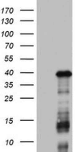 DOCK2 Mouse anti-Human, Clone: OTI7G2, lyophilized, TrueMAB 100 &mu;g;
