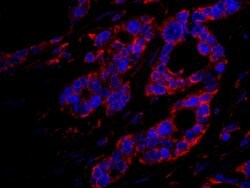 DOCK4 Polyclonal Antibody, Bethyl Laboratories:Antibodies:Primary Antibodies