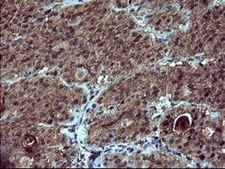 DOCK8 Monoclonal Antibody (OTI4F3), TrueMAB , OriGene 100 &mu;L; Unconjugated:Antibodies,