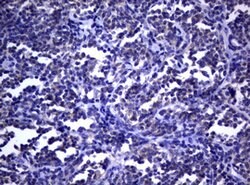 DOCK8 Mouse anti-Human, Clone: OTI12D7, lyophilized, TrueMAB 100 &mu;g;