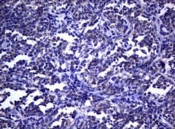 DOCK8 Monoclonal Antibody (OTI12D7), TrueMAB , OriGene 100 &mu;L; Unconjugated:Antibodies,