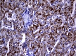 DOCK8 Mouse anti-Human, Clone: OTI12D7, lyophilized, TrueMAB 100 &mu;g;