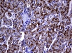 DOCK8 Monoclonal Antibody (OTI12D7), TrueMAB , OriGene 100 &mu;L; Unconjugated:Antibodies,