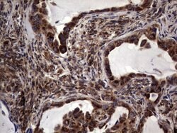 DOCK8 Mouse anti-Human, Clone: OTI4H10, lyophilized, TrueMAB 100 &mu;g;