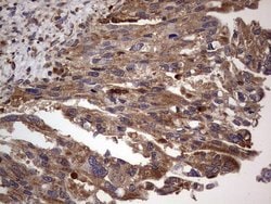 DOCK8 Mouse anti-Human, Clone: OTI4H10, lyophilized, TrueMAB 100 &mu;g;