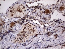 DOCK8 Mouse anti-Human, Clone: OTI4H10, lyophilized, TrueMAB 100 &mu;g;