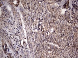 DOCK8 Mouse anti-Human, Clone: OTI4H10, lyophilized, TrueMAB 100 &mu;g;