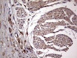 DOCK8 Mouse anti-Human, Clone: OTI4H10, lyophilized, TrueMAB 100 &mu;g;