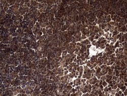 DOCK8 Mouse anti-Human, Clone: OTI4H10, lyophilized, TrueMAB 100 &mu;g;