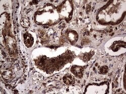 DOCK8 Mouse anti-Human, Clone: OTI4H10, lyophilized, TrueMAB 100 &mu;g;