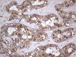 DOCK8 Mouse anti-Human, Clone: OTI4H10, lyophilized, TrueMAB 100 &mu;g;
