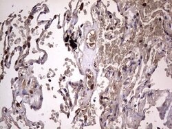 DOCK8 Mouse anti-Human, Clone: OTI4H10, lyophilized, TrueMAB 100 &mu;g;