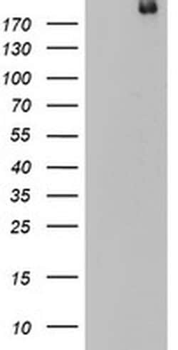 DOCK8 Monoclonal Antibody (OTI16G2), TrueMAB , OriGene 100 &mu;L; Unconjugated:Antibodies,