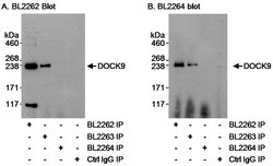 DOCK9 Rabbit anti-Human, Polyclonal, Bethyl Laboratories 10 &mu;L; Unconjugated:Antibodies,