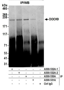DOCK9 Rabbit anti-Human, Polyclonal, Bethyl Laboratories 100 &mu;l; Unlabeled:Antibodies,