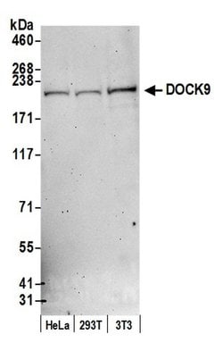 DOCK9 Rabbit anti-Human, Polyclonal, Bethyl Laboratories 100 &mu;l; Unlabeled:Antibodies,