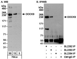 DOCK9 Rabbit anti-Human, Polyclonal, Bethyl Laboratories 100 &mu;L; Unconjugated:Antibodies,