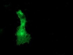 DOK2 Monoclonal Antibody (OTI1A4), TrueMAB , OriGene 100 &mu;L; Unconjugated:Antibodies,