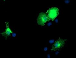 DOK2 Monoclonal Antibody (OTI2A3), TrueMAB , OriGene 100 &mu;L; Unconjugated:Antibodies,