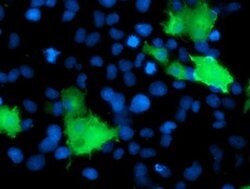 DOK2 Monoclonal Antibody (OTI3D6), TrueMAB , OriGene 100 &mu;L; Unconjugated:Antibodies,