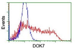 DOK7 Monoclonal Antibody (OTI1F7), TrueMAB , OriGene 100 μL; Unconjugated:Antibodies,