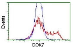 DOK7 Monoclonal Antibody (OTI5G8), TrueMAB , OriGene 100 &mu;L; Unconjugated:Antibodies,