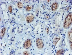 DOK7 Monoclonal Antibody (OTI5C6), TrueMAB , OriGene 30 &mu;L; Unconjugated:Antibodies,