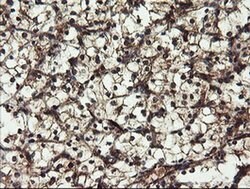 DOK7 Monoclonal Antibody (OTI1F7), TrueMAB , OriGene 100 μL; Unconjugated:Antibodies,