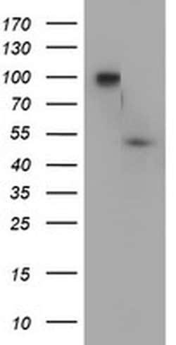DOK7 Monoclonal Antibody (OTI5C6), TrueMAB , OriGene:Antibodies:Primary