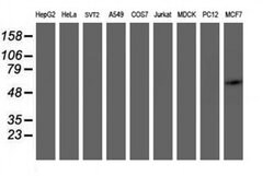 DOK7 Monoclonal Antibody (OTI5G8), TrueMAB , OriGene 100 &mu;L; Unconjugated:Antibodies,