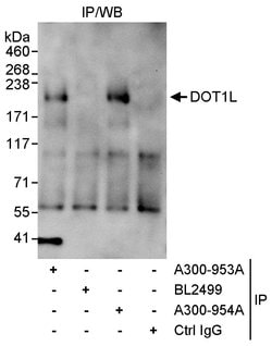 DOT1L Rabbit anti-Human, Polyclonal, Bethyl Laboratories 100 &mu;L; Unconjugated:Antibodies,