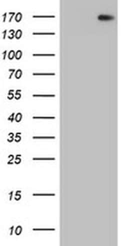 DOT1L Monoclonal Antibody (OTI5D12), TrueMAB , OriGene 100 &mu;L; Unconjugated:Antibodies,