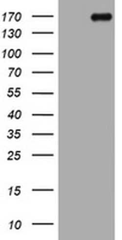 DOT1L Monoclonal Antibody (OTI1F8), TrueMAB , OriGene 30 &mu;L; Unconjugated:Antibodies,