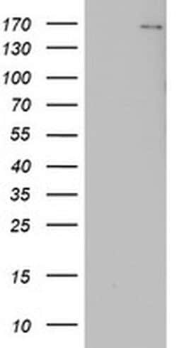 DOT1L Monoclonal Antibody (OTI8A11), TrueMAB , OriGene 30 &mu;L; Unconjugated:Antibodies,