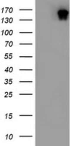 DOT1L Mouse anti-Human, Clone: OTI3E9, lyophilized, TrueMAB 100 &mu;g;