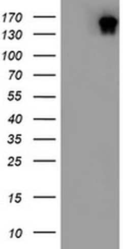 DOT1L Monoclonal Antibody (OTI3E9), TrueMAB , OriGene 100 &mu;L; Unconjugated:Antibodies,