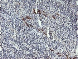 DPCD Mouse anti-Human, Clone: OTI4B9, lyophilized, TrueMAB 100 &mu;g; Unconjugated:Antibodies,