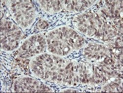 DPCD Monoclonal Antibody (OTI8A12), TrueMAB , OriGene:Antibodies:Primary
