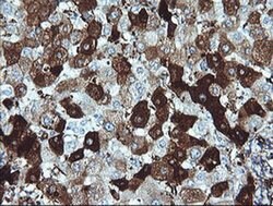 DPCD Monoclonal Antibody (OTI8A12), TrueMAB , OriGene:Antibodies:Primary
