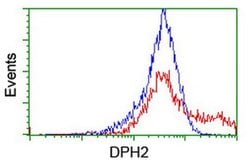 DPH2 Monoclonal Antibody (OTI2B12), TrueMAB , OriGene 30 &mu;L; Unconjugated:Antibodies,