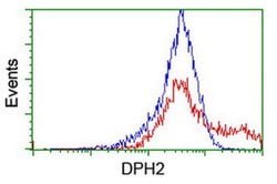 DPH2 Monoclonal Antibody (OTI2B12), TrueMAB , OriGene 100 &mu;L; Unconjugated:Antibodies,